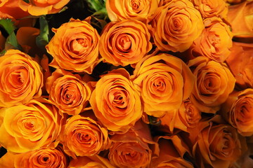 Floristics. Natural flowers. Live roses, beautiful orange bouquet. Full frame background.