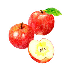 りんごの果実と半分にカットした蜜入りりんごのセット　フルーツの手描き水彩イラスト素材