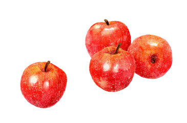 赤いりんごの果実（複数）　フルーツの手描き水彩イラスト素材