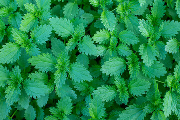 Stinging nettle growing in the backyard