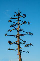 A succulent plant and the sky