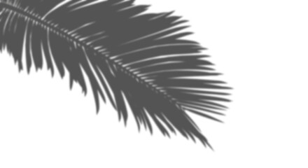 Palm leaves shadow shade realistic cut-out transparent background 3d illustration png file