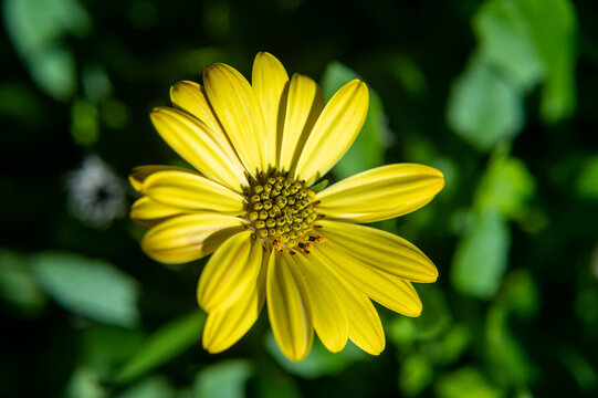 Yellow flower macro image