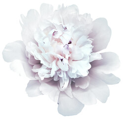 White   peony flower  on  white  isolated background with clipping path.   Closeup.   For design. ...