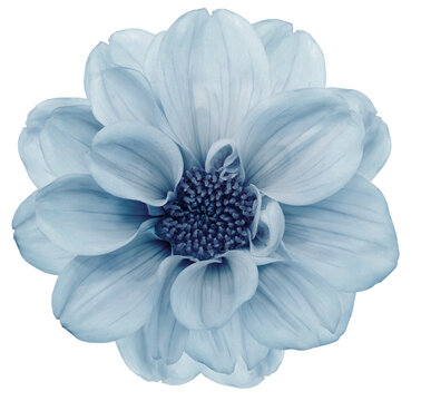 Blue   dahlia. Flower on a white isolated background with clipping path.  For design.  Closeup.  Nature.