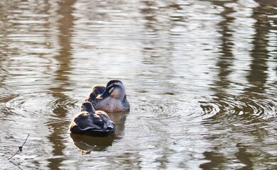 優雅に泳ぐ水鳥　冬の公園