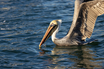 pelican on the pier
