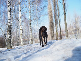 German hunting dog. German Drathar in winter outdoors in the forest or in the park.