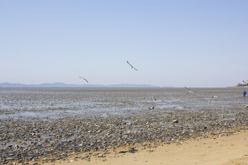 Seagulls gathering on the beach