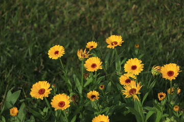Calendula flower blooming in garden