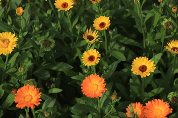 Yellow flowers of field marigold (Calendula arvensis)