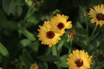 Calendula officinalis or Pot Marigold, Common Marigold, Scotch Marigold, Ruddles, Pot Marigold.