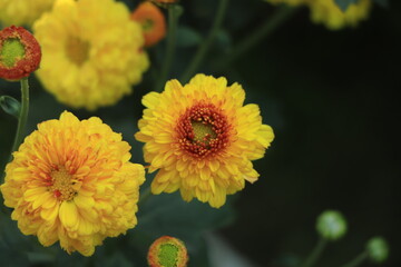 Orange chrysanthemums close-up in the garden. Beautiful autumn flower background. Soft focus and lighting.