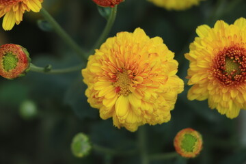 Closeup of Red and orange chrysanthemum flower