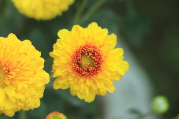 Macro of Red and orange chrysanthemum flower