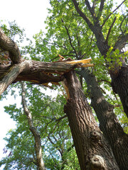 Broken tree. Broken tree trunk, aftermath of a hurricane.