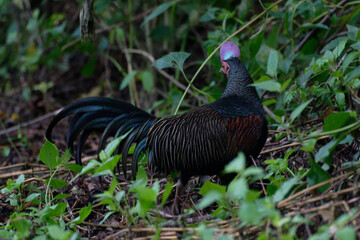Green junglefowl Gallus varius in Baluran National Park, East Java, Indonesia