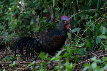 Green junglefowl Gallus varius in Baluran National Park, East Java, Indonesia