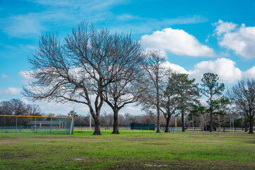 trees and sky