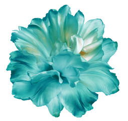 Turquoise  tulip flower  on  isolated background with clipping path. Closeup. For design.  ...