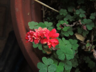 Flores rosadas en maceta con tréboles alrededor