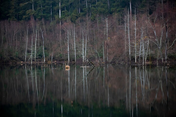 長野県王滝村　初冬の自然湖