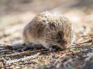A closeup of a Common vole, Microtus arvalis, on the ground with a blurry background
