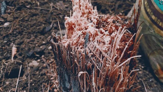 ants colony lived in dead old torned apart palm tree