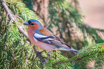 Common chaffinch, Fringilla coelebs, sits on a branch in spring on green background. Common chaffinch in wildlife.