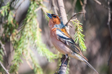 Common chaffinch, Fringilla coelebs, sits on a branch in spring on green background. Common chaffinch in wildlife.
