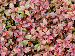 A close-up shot of a bush with dense red leaves