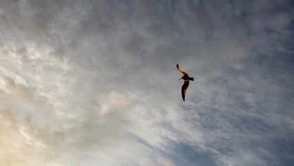 seagull flying at sunset