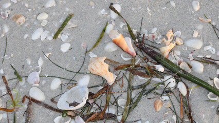 shells on the beach
