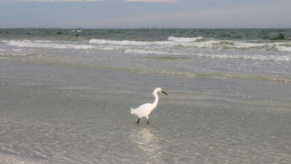 heron on the beach