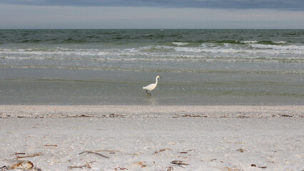 heron on the beach