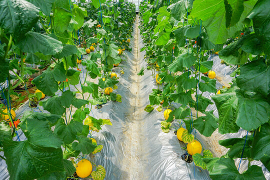 A lot of Canary Melon, bright-yellow elongated melon with a pale green. organic yellow cantaloupe melon or golden melon ready to harvesting in the greenhouse, alisha
