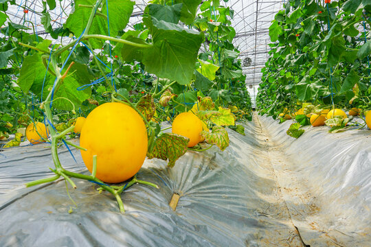 A lot of Canary Melon, bright-yellow elongated melon with a pale green. organic yellow cantaloupe melon or golden melon ready to harvesting in the greenhouse, alisha
