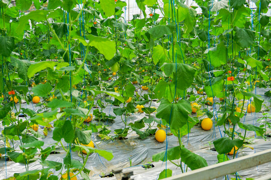 A lot of Canary Melon, bright-yellow elongated melon with a pale green. organic yellow cantaloupe melon or golden melon ready to harvesting in the greenhouse, alisha
