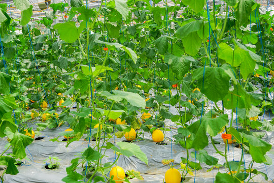 A lot of Canary Melon, bright-yellow elongated melon with a pale green. organic yellow cantaloupe melon or golden melon ready to harvesting in the greenhouse, alisha
