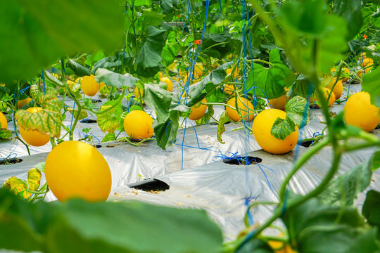 A lot of Canary Melon, bright-yellow elongated melon with a pale green. organic yellow cantaloupe melon or golden melon ready to harvesting in the greenhouse, alisha
