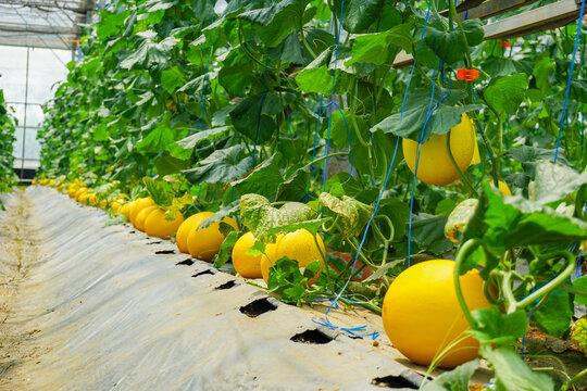 A lot of Canary Melon, bright-yellow elongated melon with a pale green. organic yellow cantaloupe melon or golden melon ready to harvesting in the greenhouse, alisha
