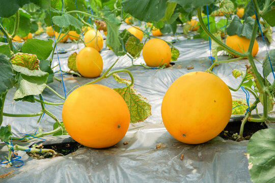 A lot of Canary Melon, bright-yellow elongated melon with a pale green. organic yellow cantaloupe melon or golden melon ready to harvesting in the greenhouse, alisha
