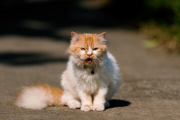 Naklejka na ściany i meble Portrait orange and White Persian Cat