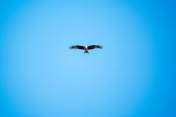 The bird of prey Black Kite flying in blue Sky