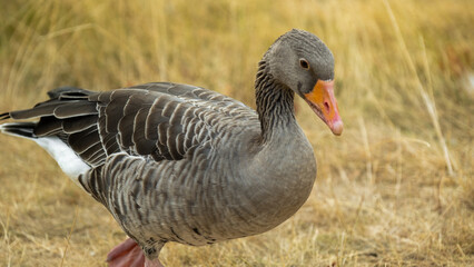  geese Bird close-up .Growing and breeding farm geese. Gray geese walk graze and eat grass.Domestic poultry.farm bird.Raising poultry.
