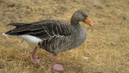Gray geese walk graze and eat grass.Domestic poultry. Growing and breeding farm geese. farm bird.Raising poultry.