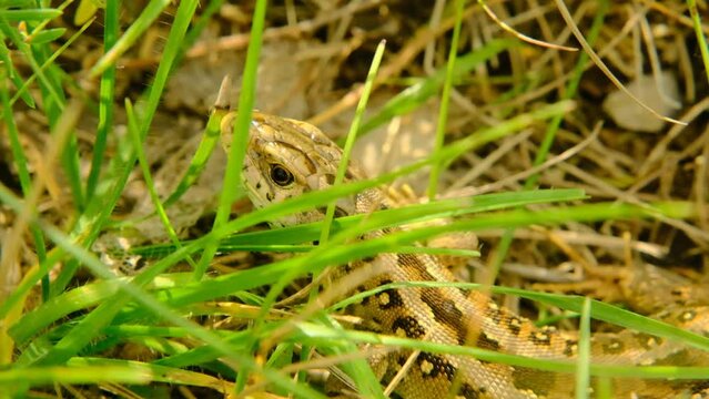 Lizard close-up . Lacertilia. Reptile animal of the squamous order. 4k footage
