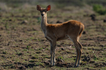 Javan rusa, Rusa timorensis in Baluran National Park, East Java, Indonesia