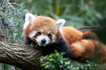 Obraz premium Close up cute Red Panda on the Tree