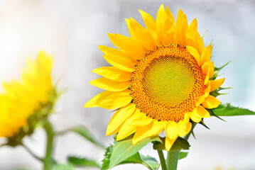 Sunflower close-up